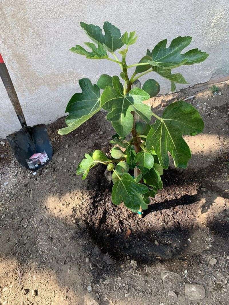 Letting Roots Compete With Shrubs