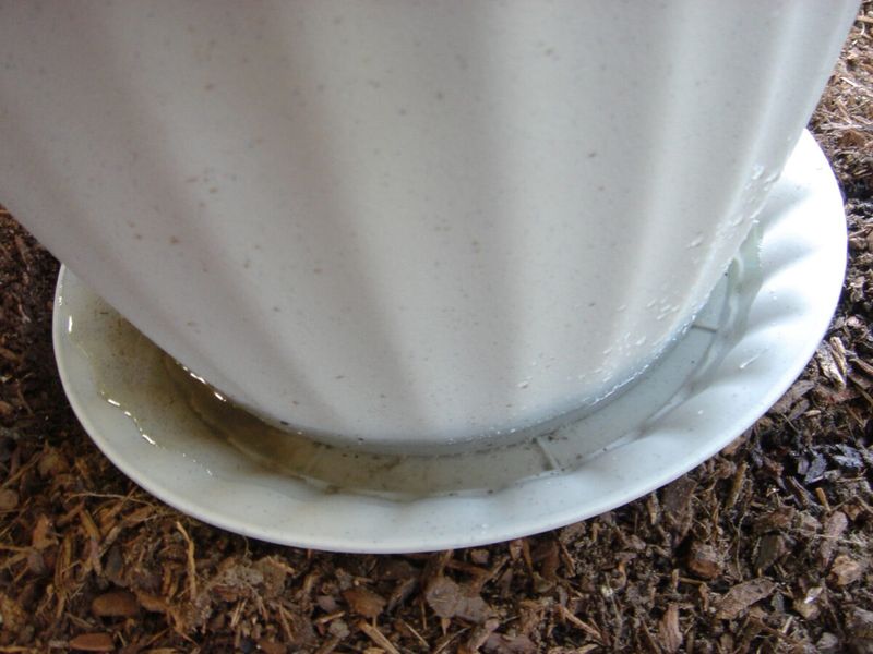 Letting Saucers Hold Water