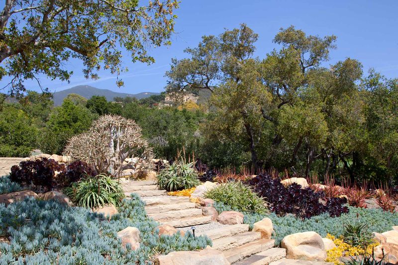 Letting Shrubs Grow Under Tree Branches