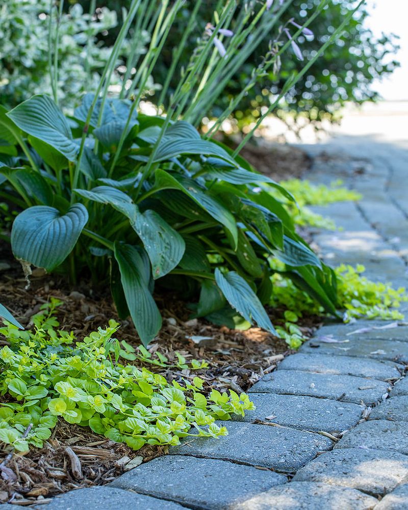 Letting Shrubs Touch Walkways Makes Tick Checks Harder Letting Shrubs Touch Walkways Makes Tick Checks Harder