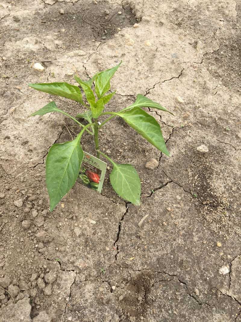 Letting Soil Dry Out Completely Between Waterings