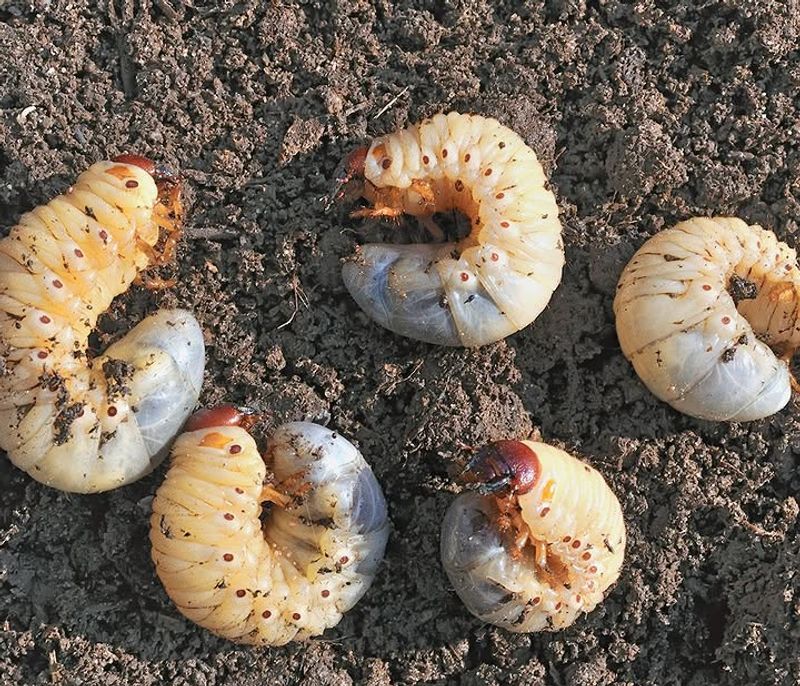  Letting Soil Stay Compacted Weakens The Roots