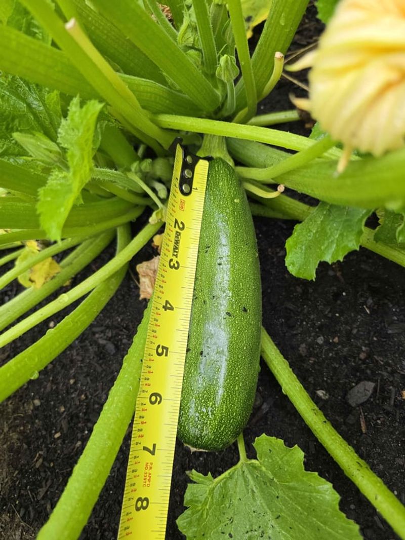 Letting Squash Get Oversized Letting Squash Get Oversized