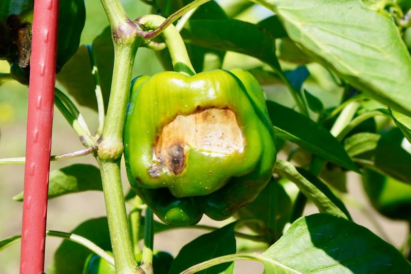 Letting Sun-Exposed Fruit Sit Too Long