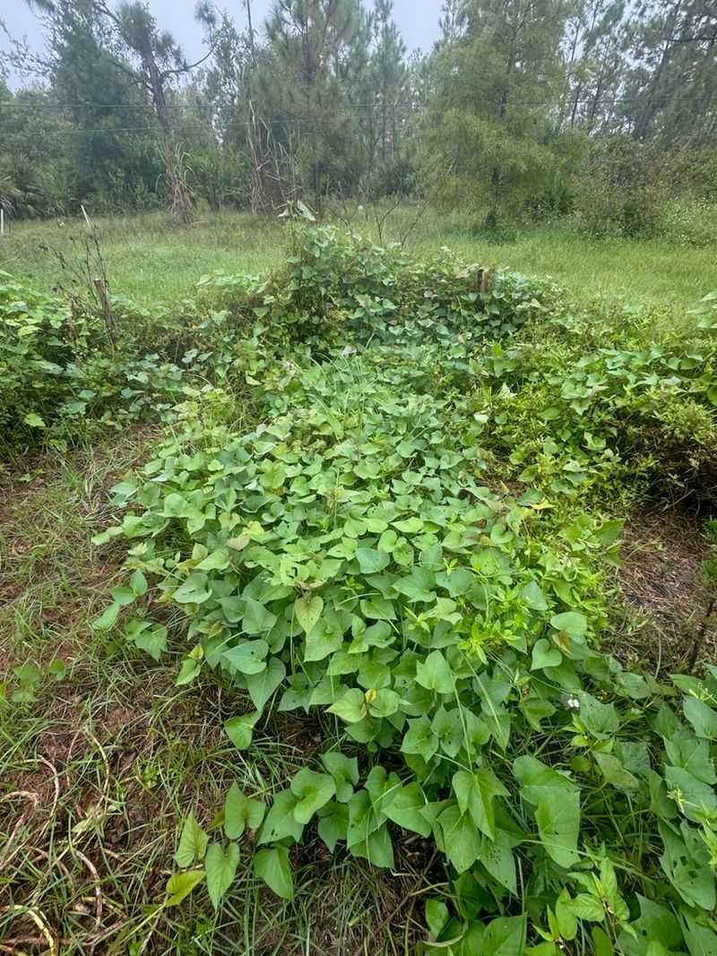 Letting Water Stress Hit Young Plants Letting Water Stress Hit Young Plants