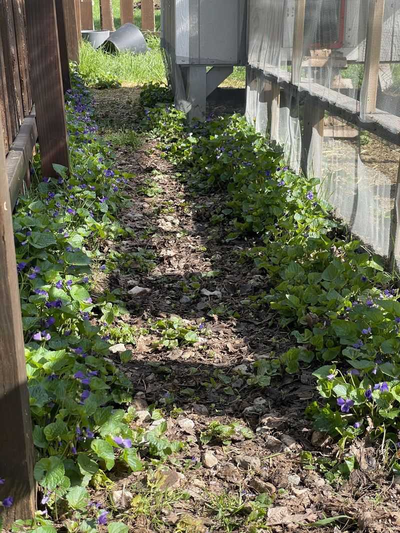 Letting Weeds Fill The Path To The Porch