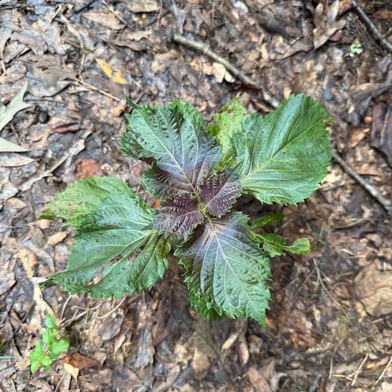 Letting Weeds Go To Seed
