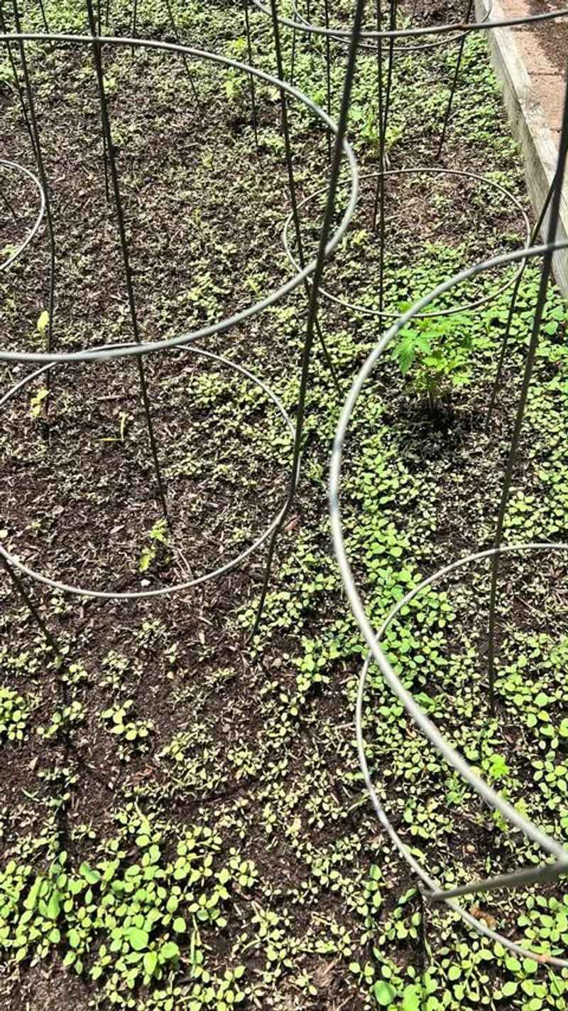 Letting Weeds Grow Around Vegetable Beds Letting Weeds Grow Around Vegetable Beds