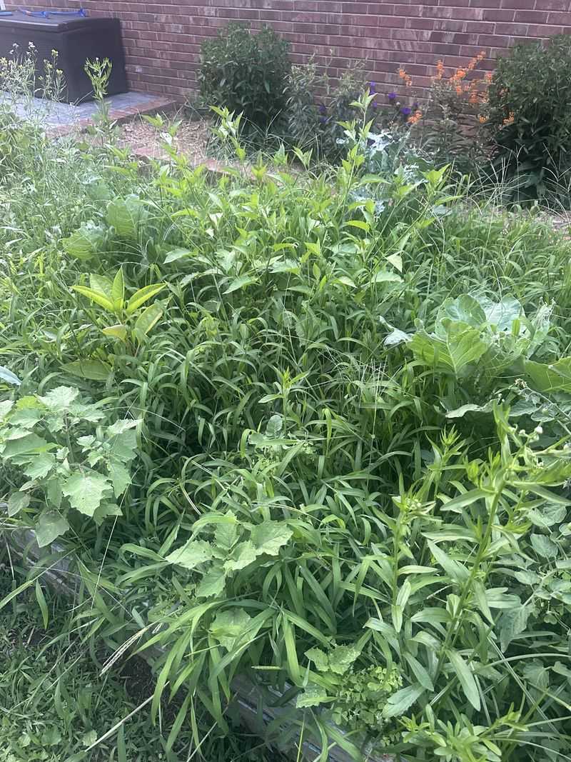 Letting Weeds Set Seed Restarts The Cycle