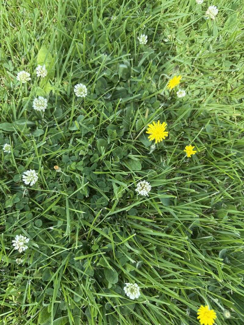 Letting Weeds Set Seed Letting Weeds Set Seed