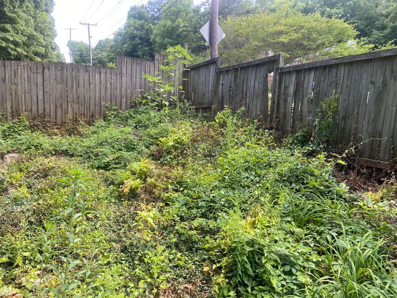 Letting Weeds Take Over Creates Shady Tick Waiting Zones