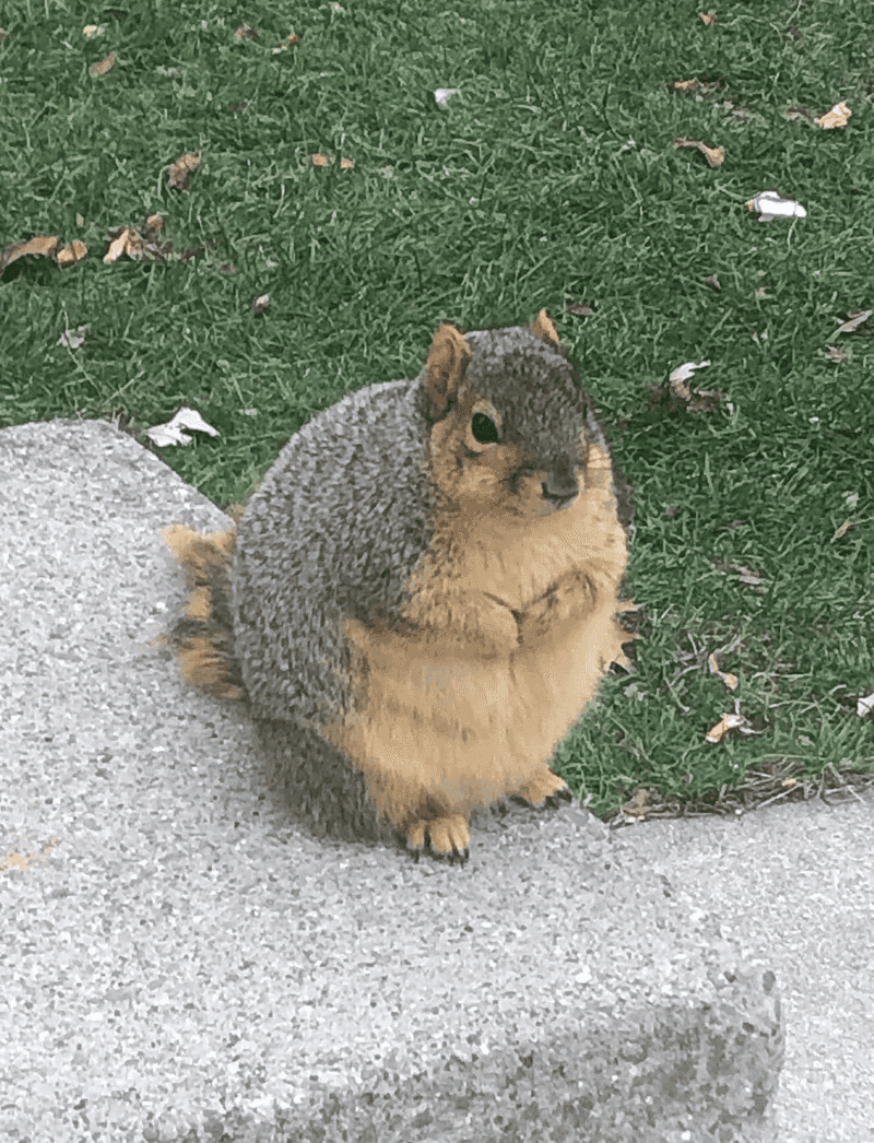Letting Wildlife Freely Pass Through Your Yard Letting Wildlife Freely Pass Through Your Yard