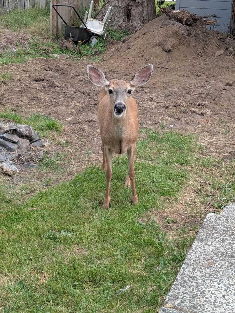 Letting Wildlife Move Through The Yard Letting Wildlife Move Through The Yard