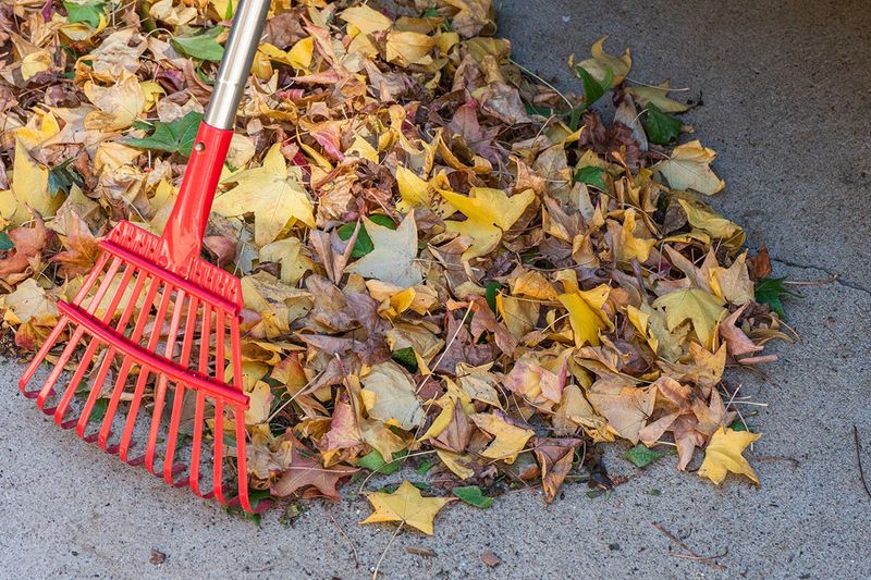 Letting Yard Debris Sit Undisturbed
