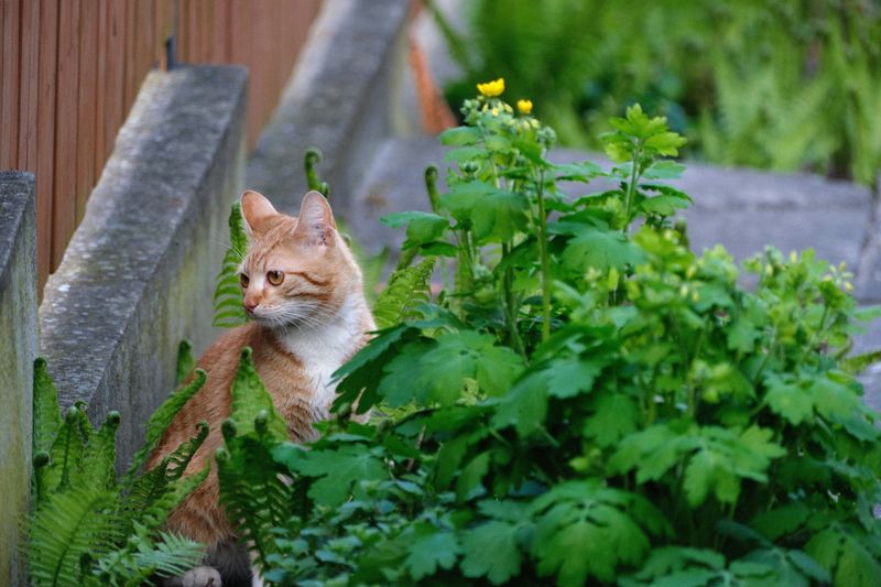 Letting Your Pets Roam The Yard After Dark