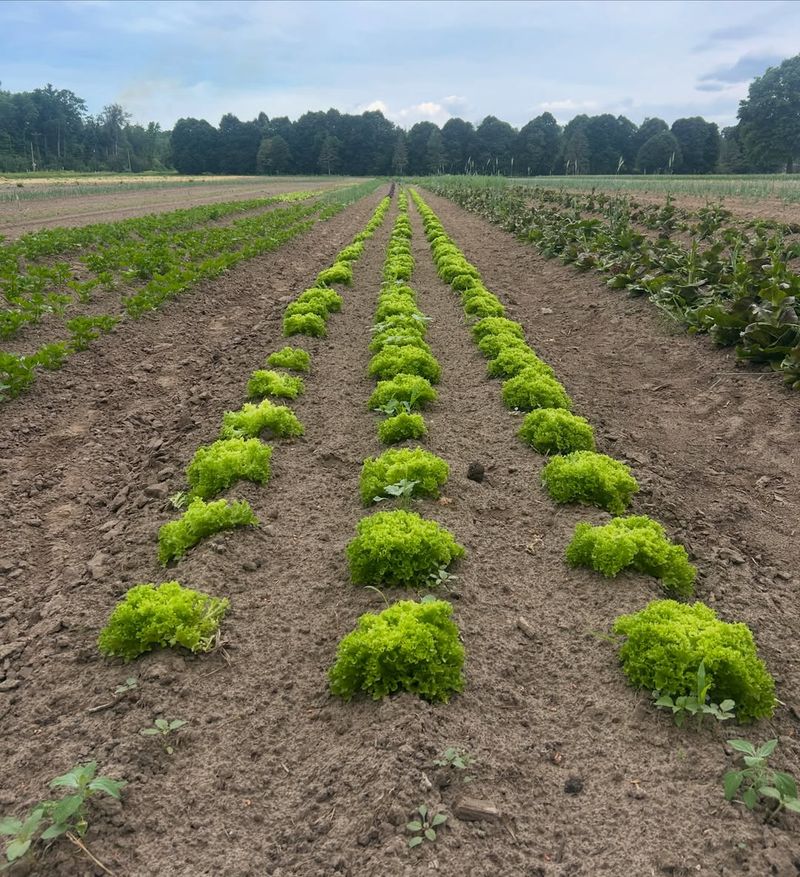 Lettuce