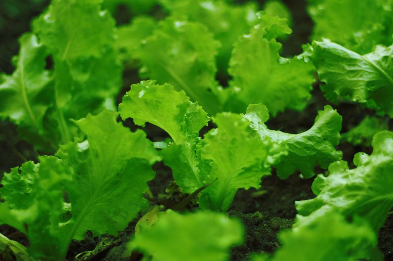 Lettuce