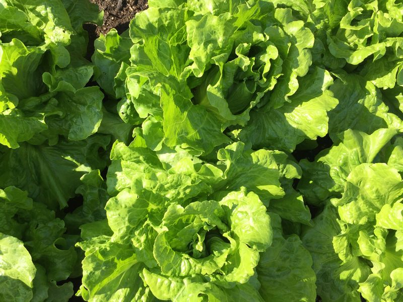 Lettuce