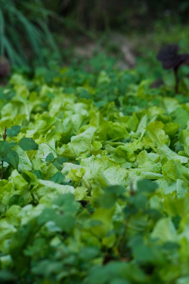 Lettuce And Leafy Greens