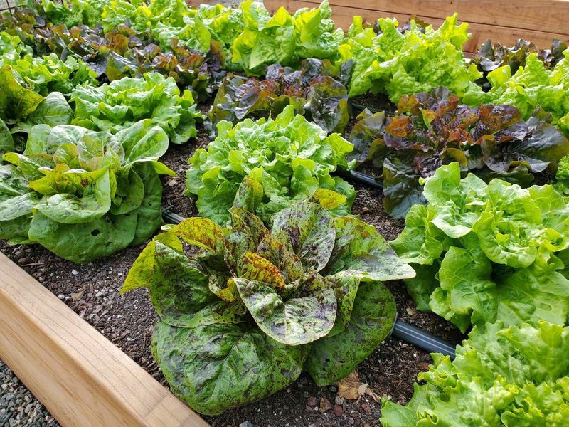 Lettuce Can Return As Weather Cools