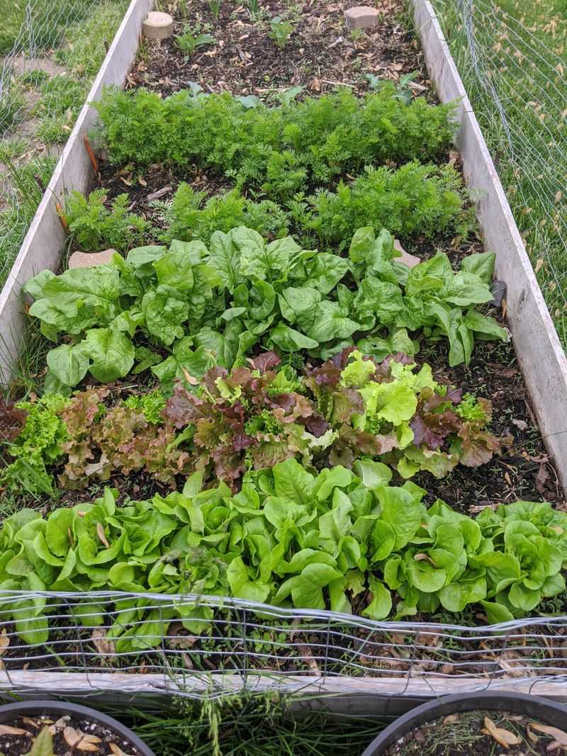 Lettuce For Fast Repeat Harvests
