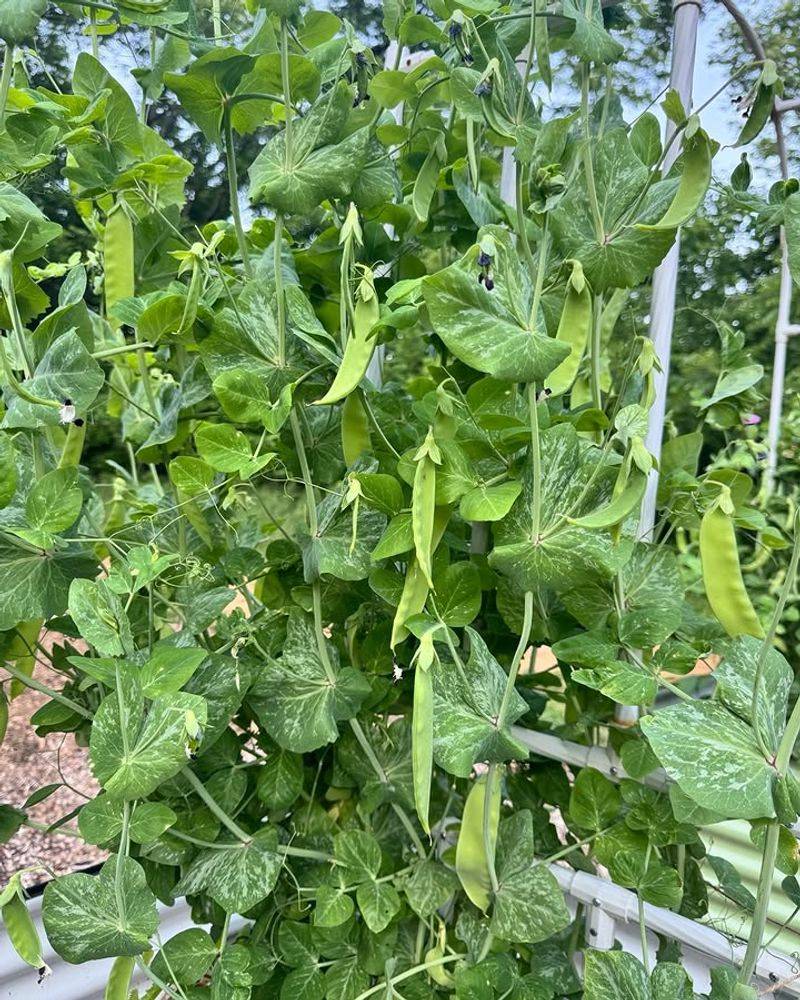 Lettuce - Grow Southern Peas Instead Lettuce - Grow Southern Peas Instead