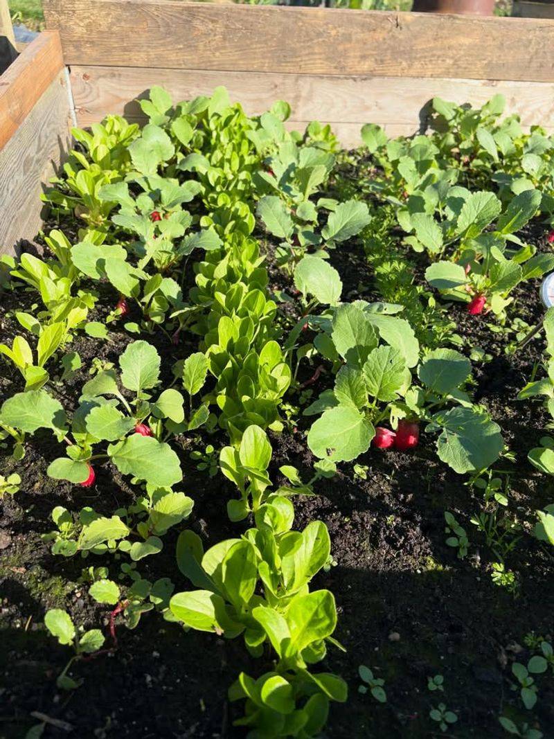 Lettuce With Radishes Lettuce With Radishes