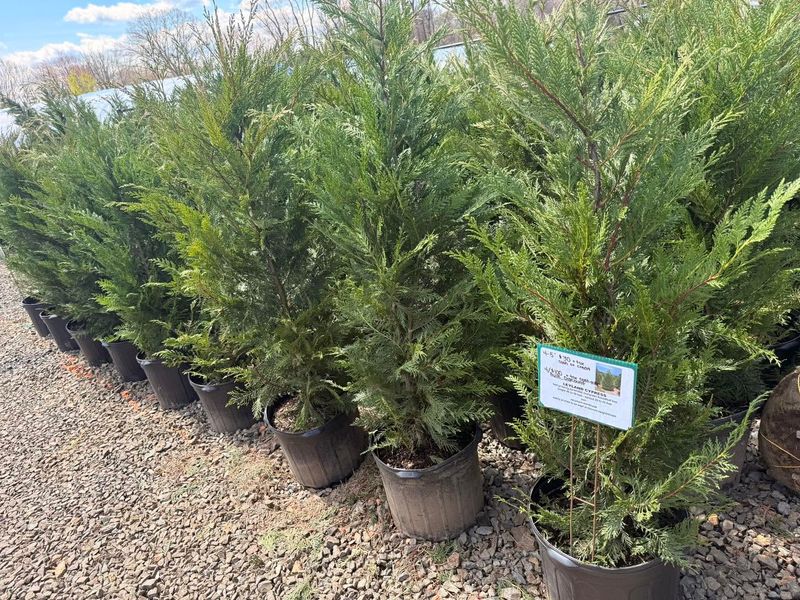 Leyland Cypress Leyland Cypress