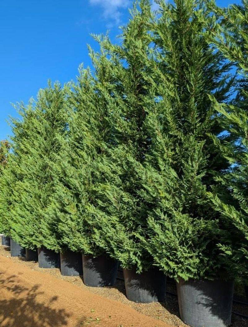 Leyland Cypress Leyland Cypress