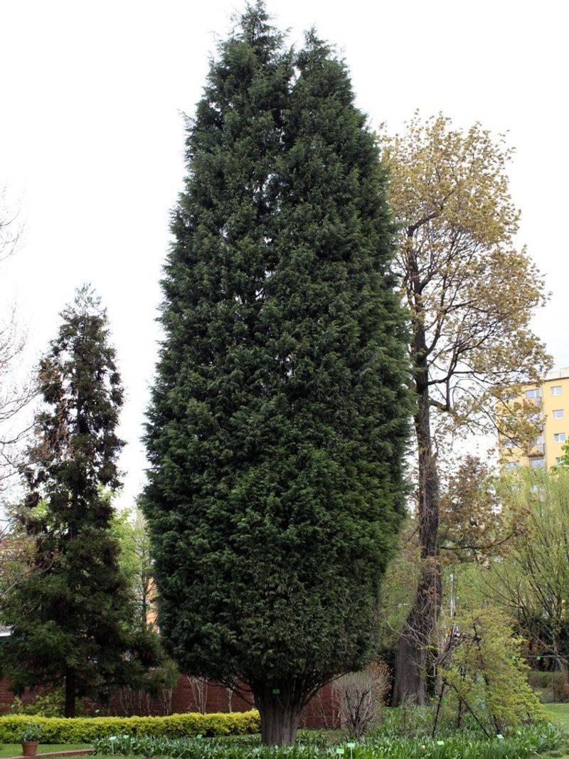 Leyland Cypress Can Overwhelm A Small Yard