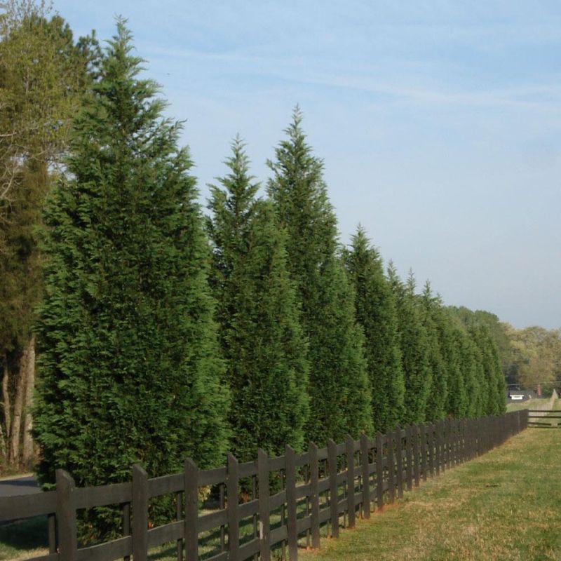 Leyland Cypress Can Overwhelm Small Fence Lines Leyland Cypress Can Overwhelm Small Fence Lines