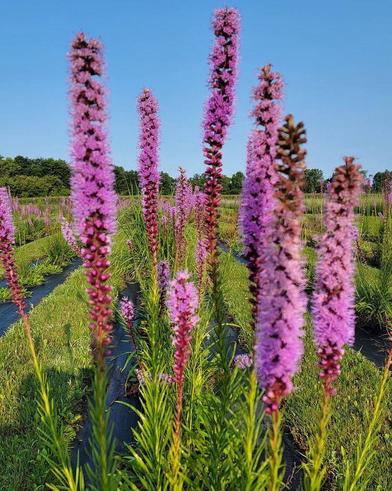 Liatris And Bee Balm Liatris And Bee Balm