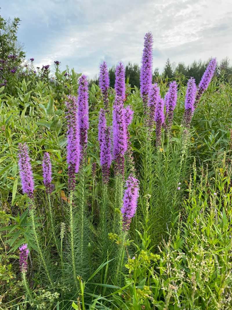 Liatris Creates Vertical Drama In Summer