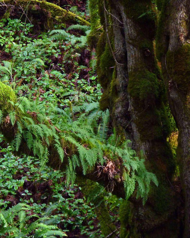 Licorice Fern Covers Mossy Tree Bases And Rocks Licorice Fern Covers Mossy Tree Bases And Rocks