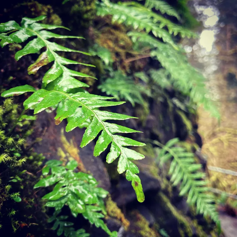 Licorice Fern Tucks Into Mossy Roots, Logs, And Shady Corners Licorice Fern Tucks Into Mossy Roots, Logs, And Shady Corners