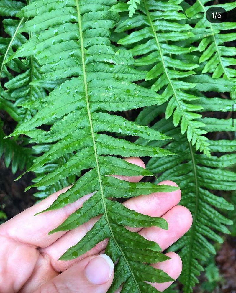 Licorice Fern Tucks Into Mossy Spots Where Weeds Struggle Licorice Fern Tucks Into Mossy Spots Where Weeds Struggle