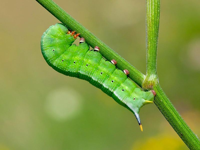 Life Cycle And Caterpillars