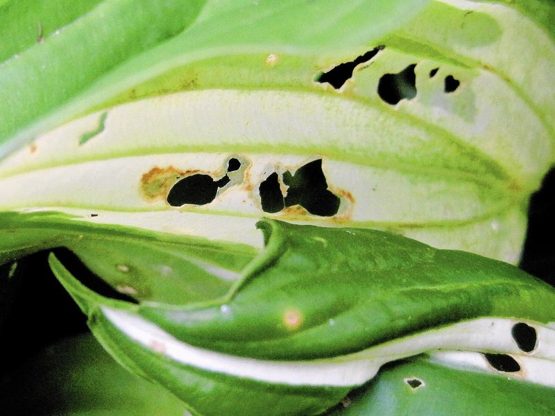 Life Cycle Of The Leaf Miner Life Cycle Of The Leaf Miner