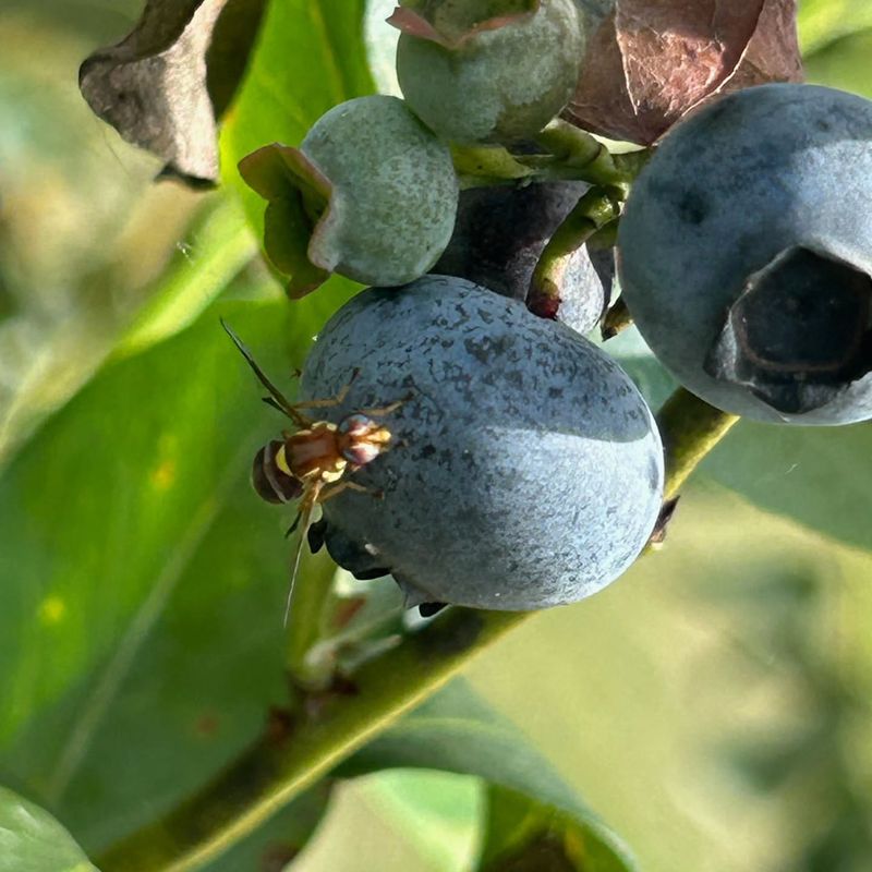 Life Cycle Of The Pest