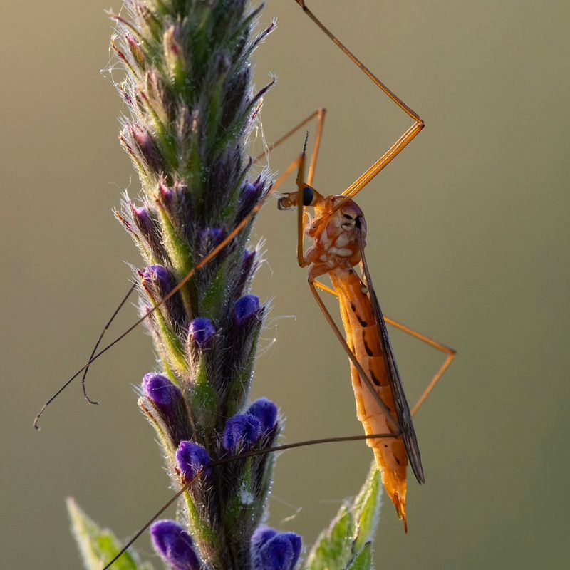 Lifecycle And Behavior