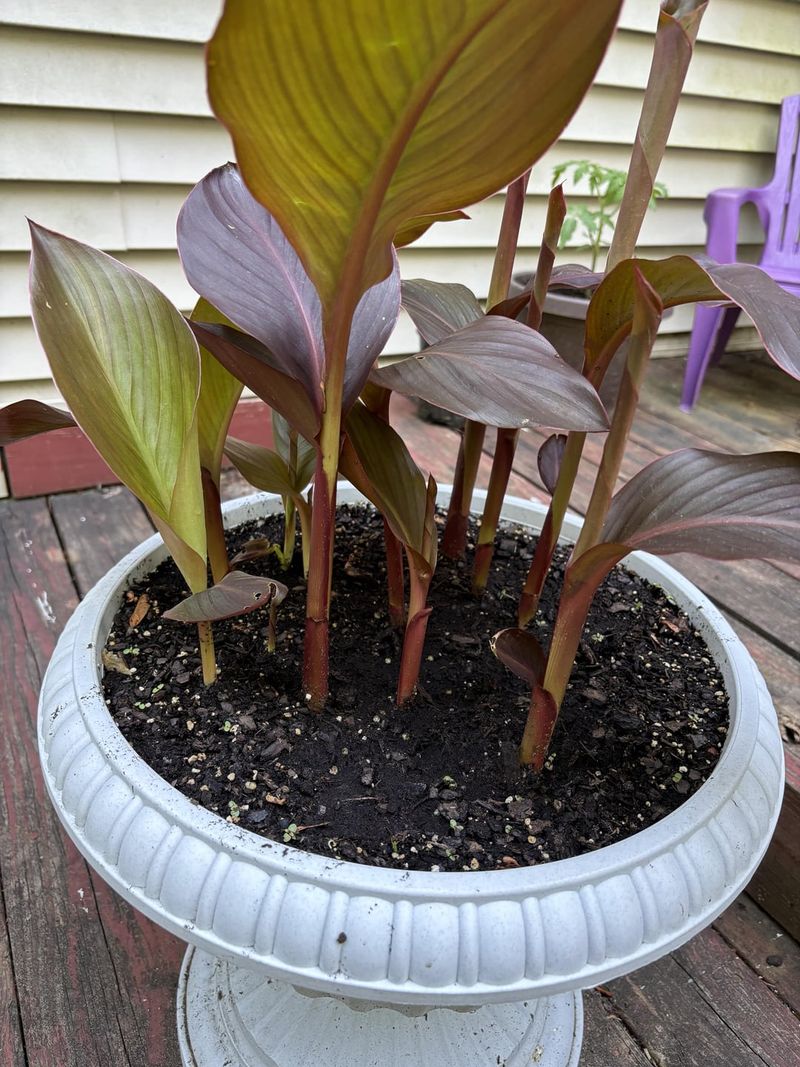 Lift And Divide Cannas When Beds Get Crowded