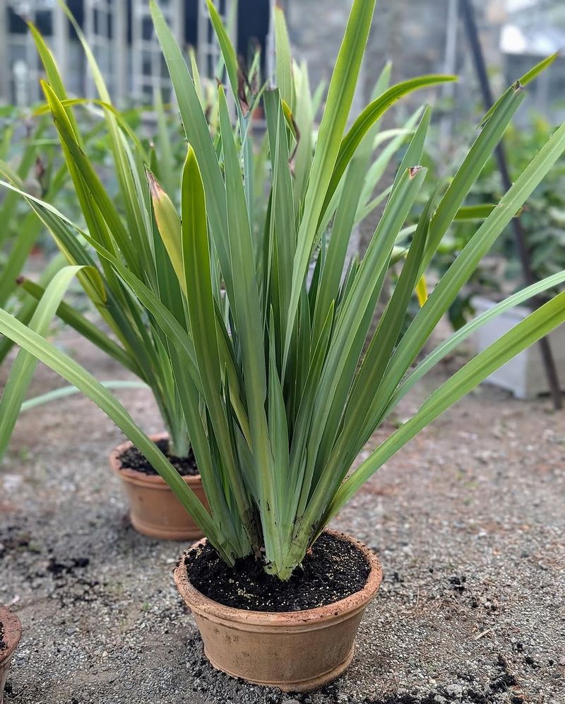 Lift And Split Walking Iris Before The Rainy Season Peaks