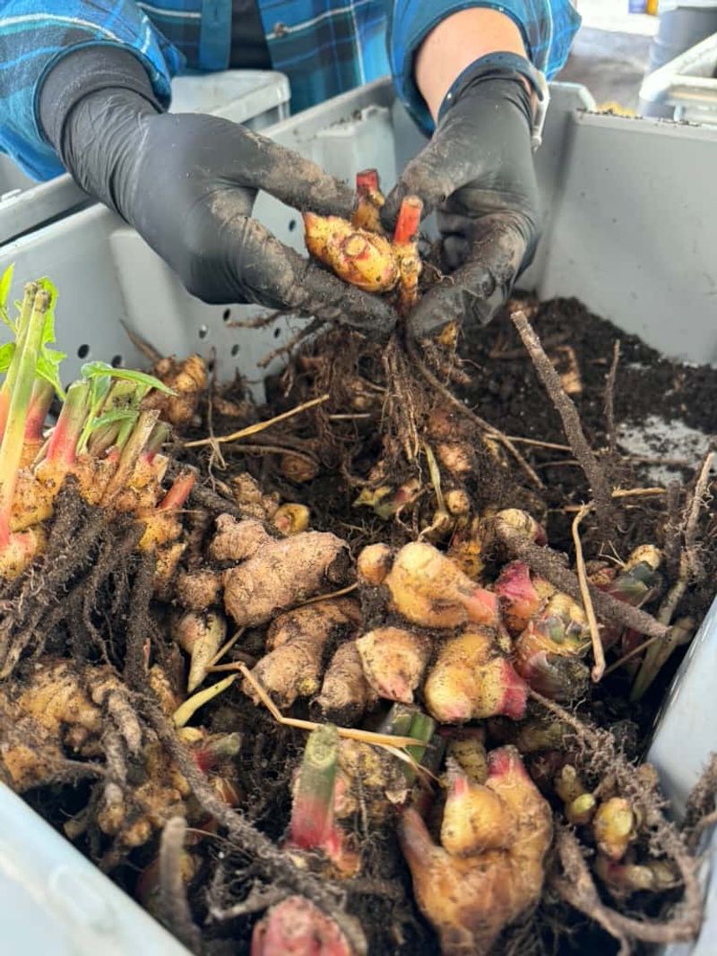 Lift Mature Ginger Before Cold Weather Returns