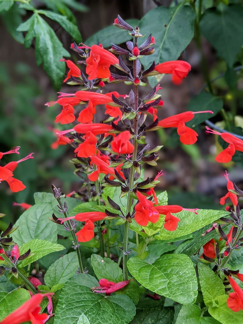 Light Editing Keeps Tropical Sage From Looking Weedy