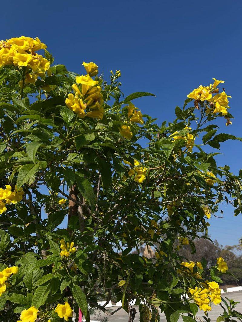 Light Pruning Encourages Fresh Growth And New Flowers