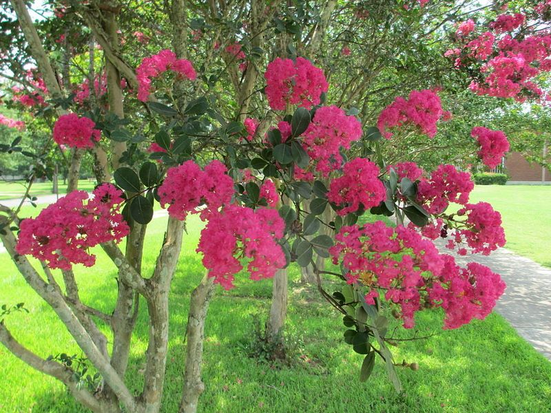 Light Pruning Encourages Fresh Summer Growth Light Pruning Encourages Fresh Summer Growth