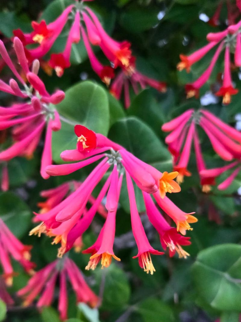Light Pruning Maintains Shape Without Reducing Flower Production Light Pruning Maintains Shape Without Reducing Flower Production