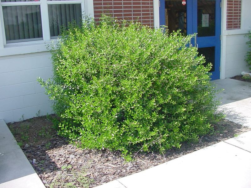 Light Pruning Makes Florida Privet Look Intentional