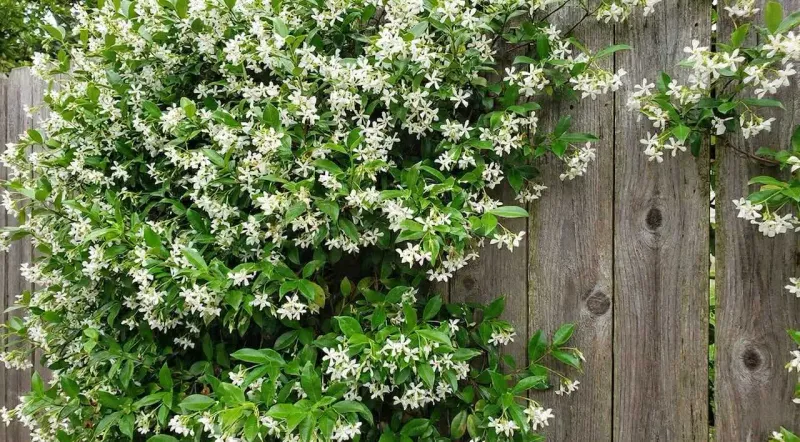 Light Summer Shaping Keeps Growth Tidy