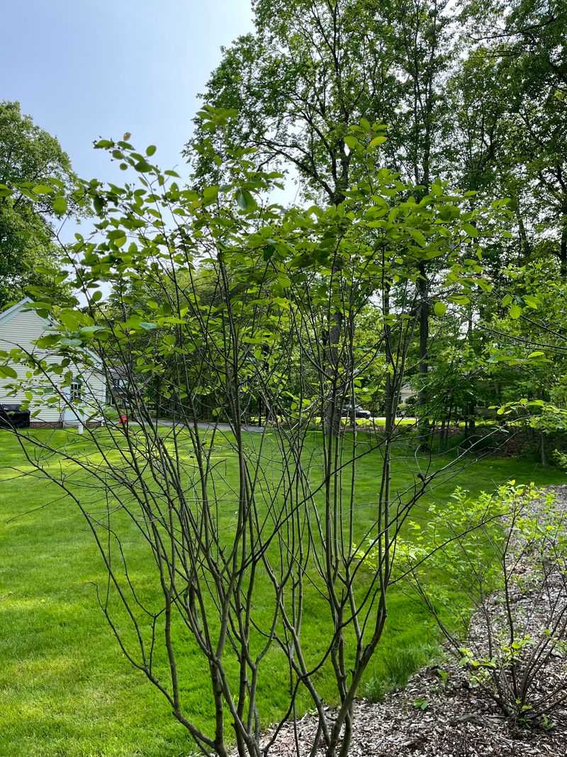 Light Thinning Keeps The Form Natural